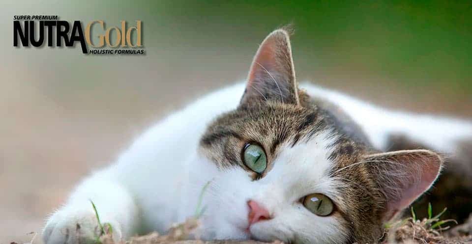nutra gold gato