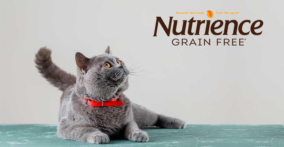 nutrience gatos