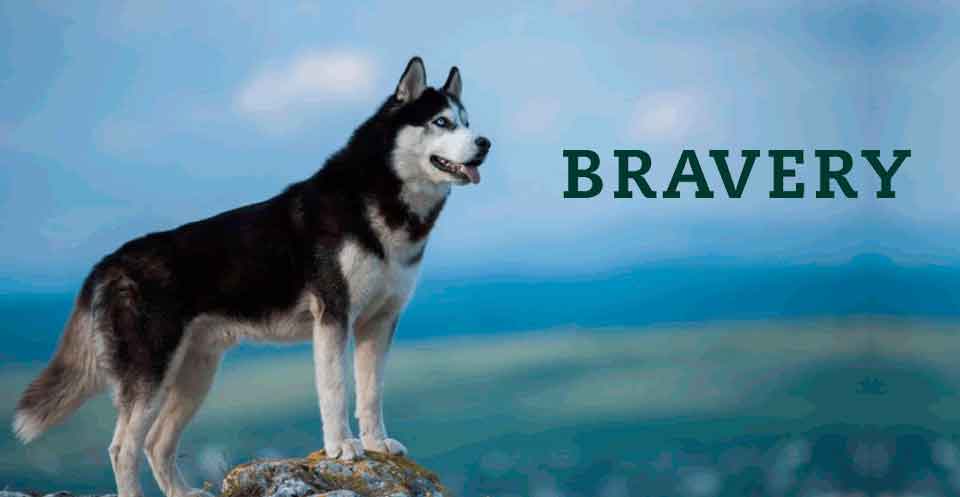 bravery perro