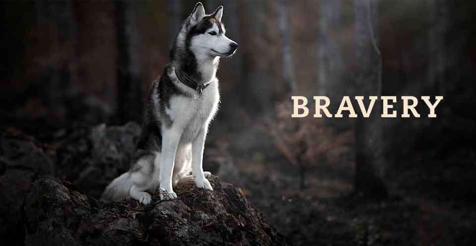 bravery perro
